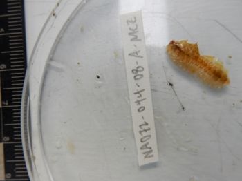 Media type: image;   Invertebrate Zoology 139221